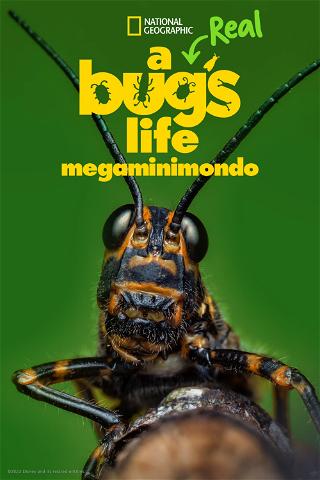 A Real Bug's Life - Megaminimondo poster