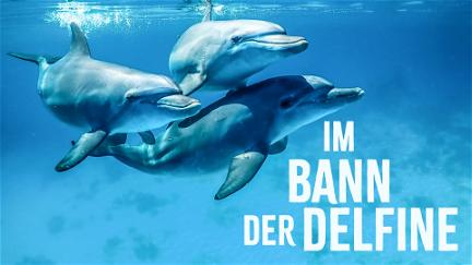 La fascination des dauphins poster