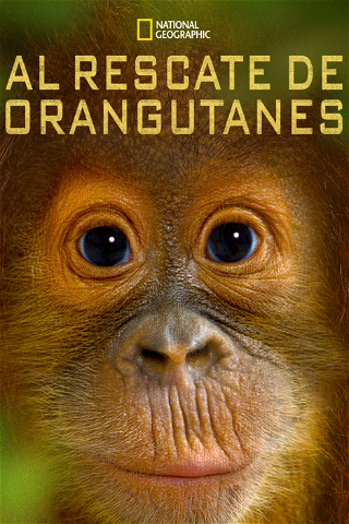 Al rescate de orangutanes poster