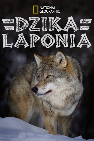 Dzika Laponia poster