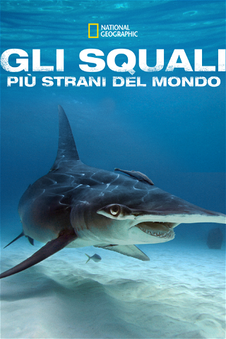 Gli squali più strani del mondo poster