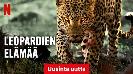 Leopardien elämää poster