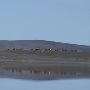 Icelandic horse podcast poster