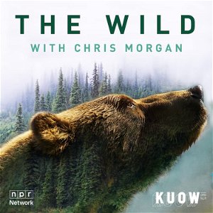 The Wild with Chris Morgan poster