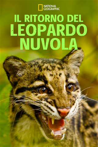Il ritorno del leopardo nuvola poster