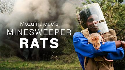 Mozambiques minesøgende rotter poster