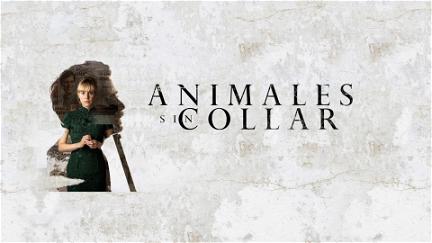 Animales Sin Collar poster