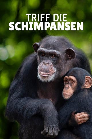 Triff die Schimpansen poster