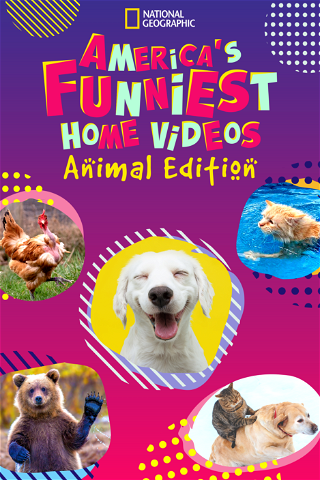 America's Funniest Home Videos: Animal Edition poster