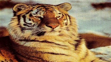 Tigres de Siberia poster