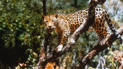 El jaguar del Amazonas poster