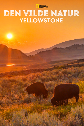 Den vilde natur: Yellowstone poster