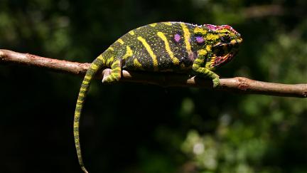 Madagascar – Land of the Chameleons poster