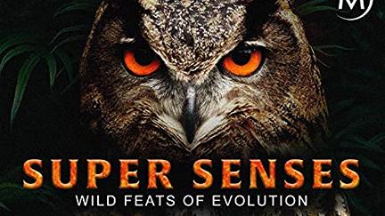 Super Senses poster