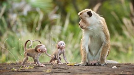 Disneynature: Monkey Kingdom poster