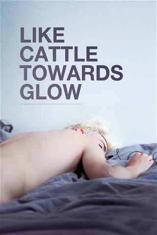 Like Cattle Towards Glow poster
