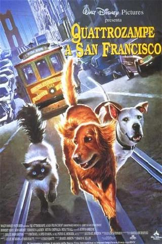 Quattro zampe a San Francisco poster