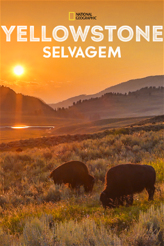 Yellowstone Selvagem poster