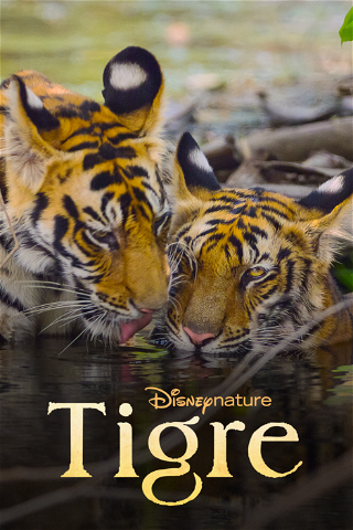 Tigre poster
