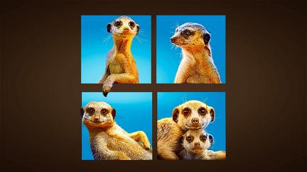 Meet The Meerkats poster