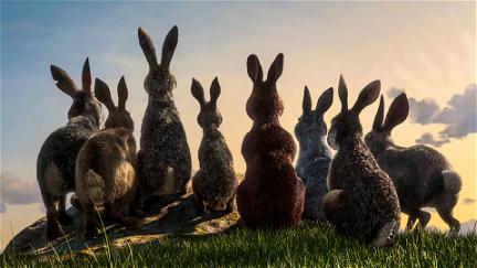 La collina dei conigli poster