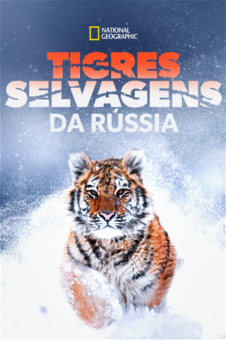 Tigres Selvagens da Rússia poster