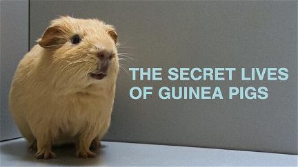 The Secret Lives of Guinea Pigs poster