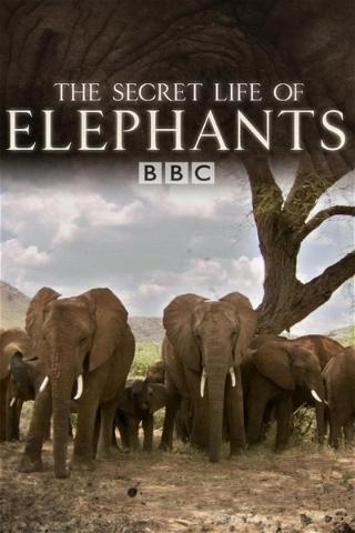 La vida secreta de los elefantes poster