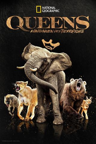 Queens – Königinnen des Tierreichs poster