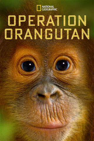 Operation Orangutan poster