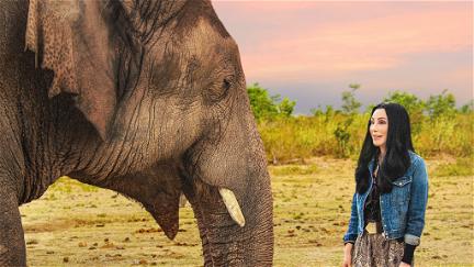 Cher y el elefante solitario poster