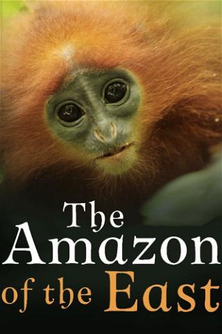 Kinabatangan - Der Amazonas des Ostens poster
