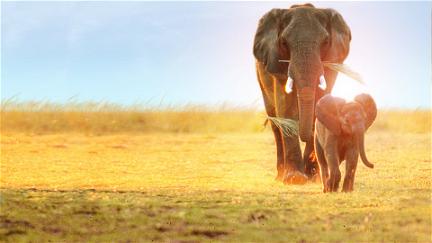 Bisbiglio - Elefantino coraggioso poster