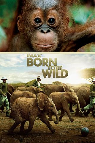 IMAX: Born to Be Wild poster