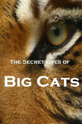 The Secret Lives Of Big Cats poster