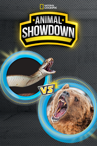 Animal Showdown poster
