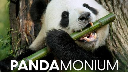Pandamonium poster