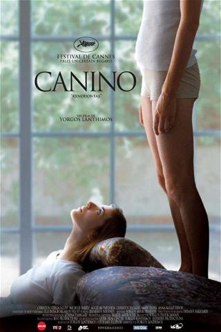 Canino poster