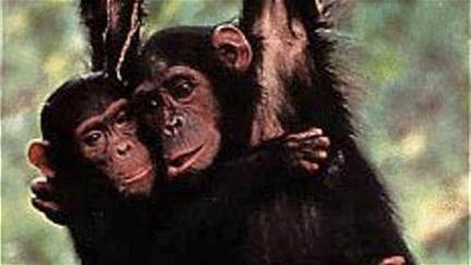 Among the Wild Chimpanzees poster