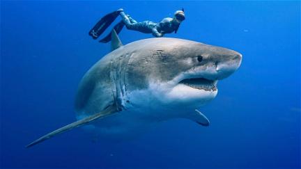 Requins, prédateurs menacés poster