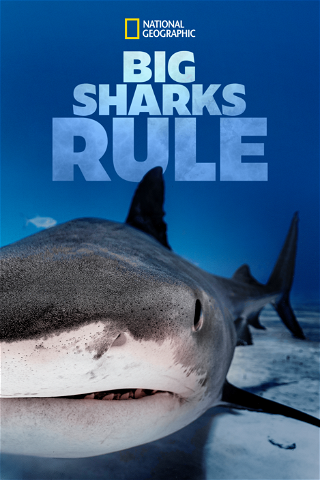 Big Sharks Rule poster