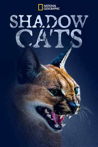 Shadow Cats poster