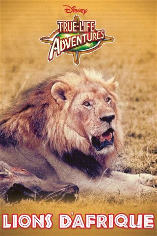 Lions d'Afrique poster