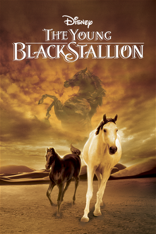 Young Black Stallion poster