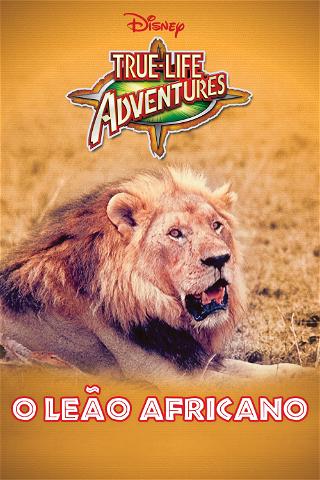 O Leão Africano poster