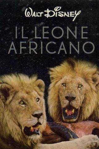 Il leone africano poster