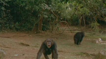 Jane Goodall's Wild Chimpanzees poster