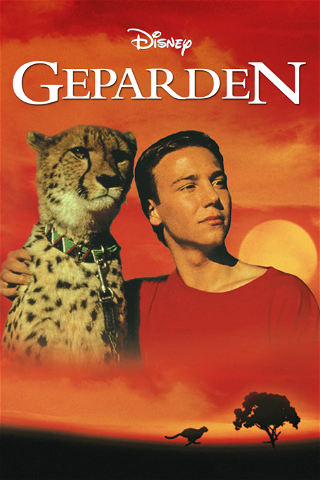 Geparden poster