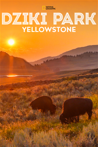 Dziki park Yellowstone poster
