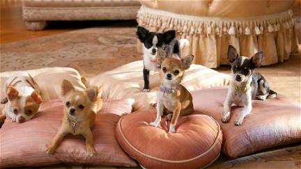 Chihuahuan från Beverly Hills 2 poster